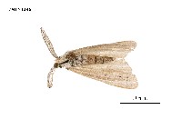 藏品(七斑凹毒蛾)的圖片